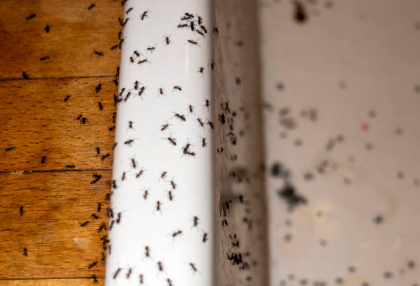 Best Ant Control Services  in Frankfort, IN